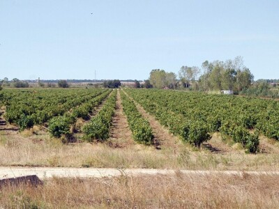 Šampion Sabatine dr. Anđelko Vrsaljko otkriva: Blato ljekovito i za metabolizam vinove loze!