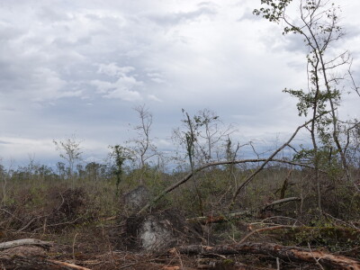 Sanacija Spačvanskog bazena