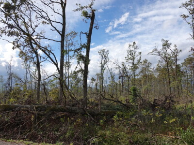 Sanacija Spačvanskog bazena