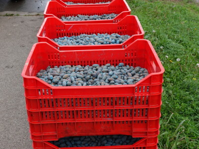 Sanacija Spačvanskog bazena