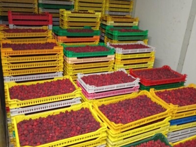 Sanel Šuša - Zenica