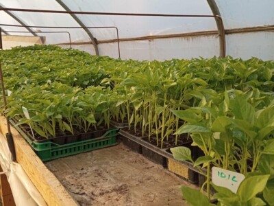 Sanel Šuša - Zenica