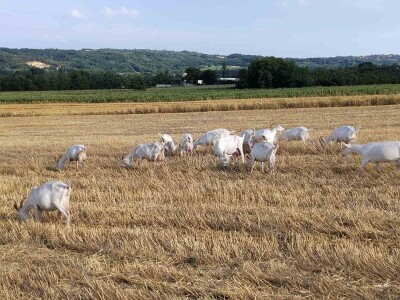Sanske koze na gazdinstvu porodice Ivanović