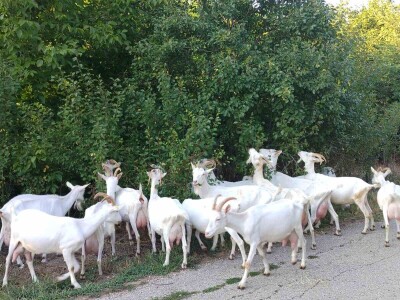 Sanske koze na gazdinstvu porodice Ivanović