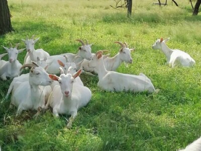 Sanske koze na gazdinstvu porodice Ivanović