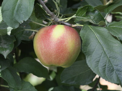 AppleResist - završni rezultati