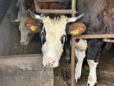 Sarajlija ima šest traktora, u planu je još jedan
