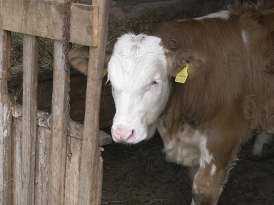 Sarajlija ima šest traktora, u planu je još jedan