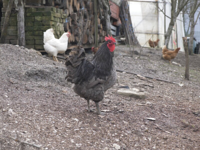 Sarajlija ima šest traktora, u planu je još jedan