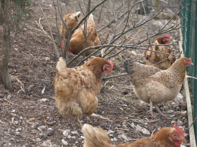 Sarajlija ima šest traktora, u planu je još jedan