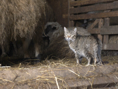 Sarajlija ima šest traktora, u planu je još jedan