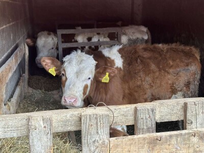 Sarajlija ima šest traktora, u planu je još jedan