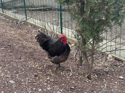 Sarajlija ima šest traktora, u planu je još jedan