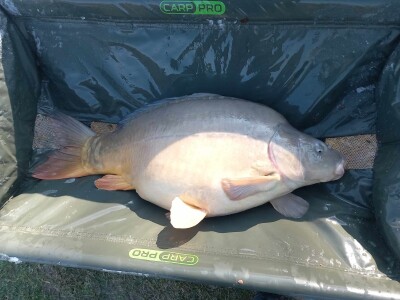 Šaran upecan kod Gradiške Šaran upecan kod Gradiške