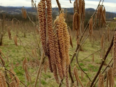 „Šarena ljelja“ sa obronaka sela Piskavica: Pepići iz Banjaluke umjesto malina odlučili se na uzgoj lješnjaka i nisu se pokajali „Šarena ljelja“ sa obronaka sela Piskavica: Pepići iz Banjaluke umjesto malina odlučili se na uzgoj lješnjaka i nisu se pokajali