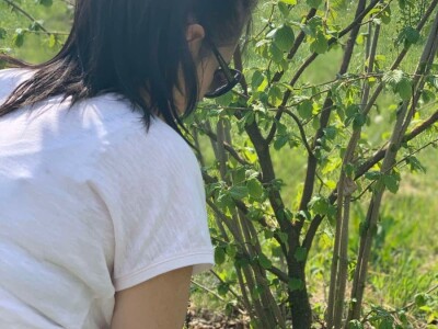 „Šarena ljelja“ sa obronaka sela Piskavica: Pepići iz Banjaluke umjesto malina odlučili se na uzgoj lješnjaka i nisu se pokajali „Šarena ljelja“ sa obronaka sela Piskavica: Pepići iz Banjaluke umjesto malina odlučili se na uzgoj lješnjaka i nisu se pokajali