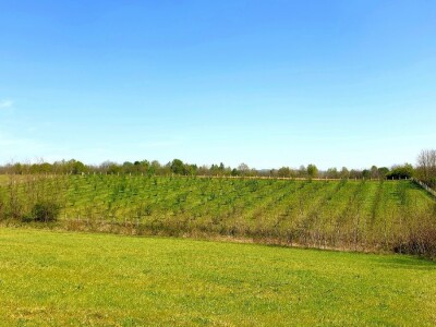 „Šarena ljelja“ sa obronaka sela Piskavica: Pepići iz Banjaluke umjesto malina odlučili se na uzgoj lješnjaka i nisu se pokajali „Šarena ljelja“ sa obronaka sela Piskavica: Pepići iz Banjaluke umjesto malina odlučili se na uzgoj lješnjaka i nisu se pokajali