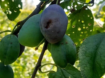 Sastanak voćara