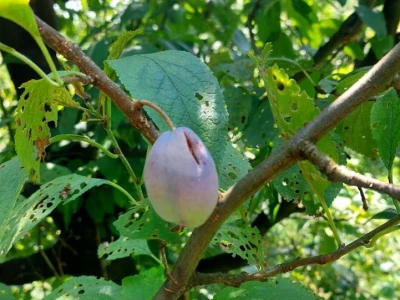 Sastanak voćara