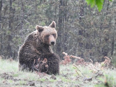 Satelitsko praćenje medveda - Medved Bato Satelitsko praćenje medveda - Medved Bato