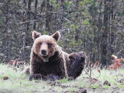 Satelitsko praćenje medveda - Medved Bato Satelitsko praćenje medveda - Medved Bato