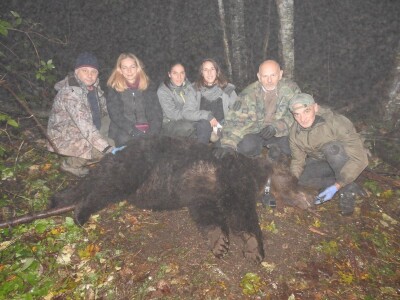 Satelitsko praćenje medveda - Medved Bato Satelitsko praćenje medveda - Medved Bato