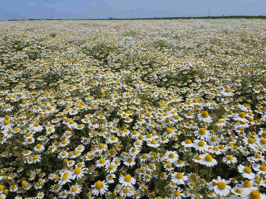 Polje kamilice
