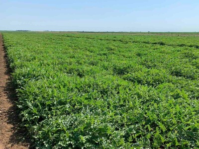 Sava iz Deronja gaji lubenice na površini od 12 hektara