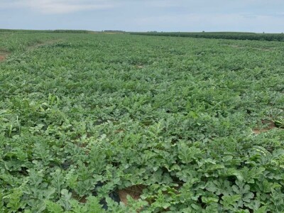 Sava iz Deronja gaji lubenice na površini od 12 hektara