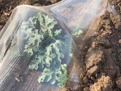 Sava iz Deronja gaji lubenice na površini od 12 hektara