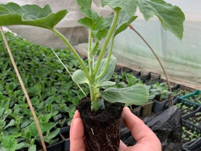 Sava iz Deronja gaji lubenice na površini od 12 hektara