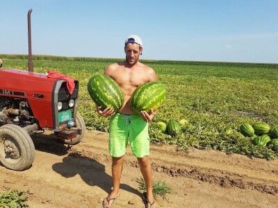 Sava iz Deronja gaji lubenice na površini od 12 hektara