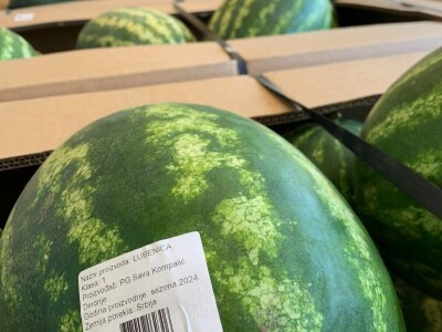 Sava iz Deronja gaji lubenice na površini od 12 hektara