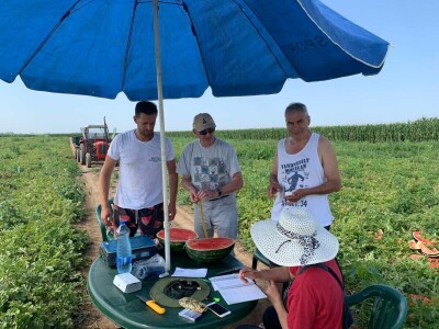 Sava iz Deronja gaji lubenice na površini od 12 hektara