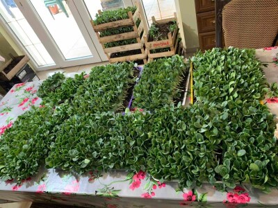 Sava iz Deronja gaji lubenice na površini od 12 hektara