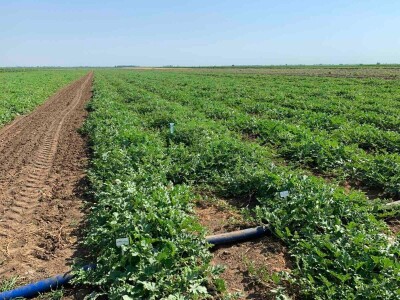 Sava iz Deronja gaji lubenice na površini od 12 hektara