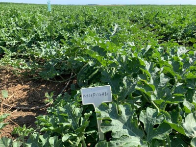 Sava iz Deronja gaji lubenice na površini od 12 hektara