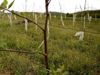 Savijanje grana na šljivama Savijanje grana na šljivama