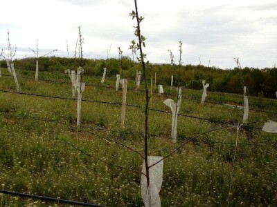 Savijanje grana na šljivama