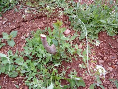 Savijanje grana na šljivama