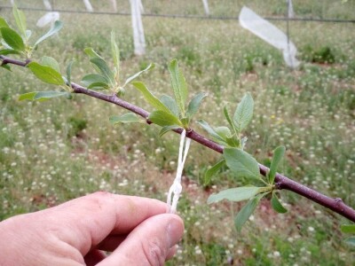 Savijanje grana na šljivama Savijanje grana na šljivama
