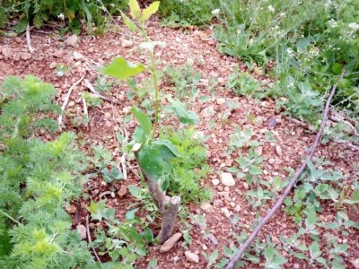 Savijanje grana na šljivama Savijanje grana na šljivama