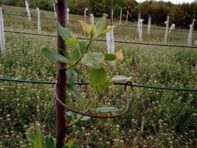 Savijanje grana na šljivama Savijanje grana na šljivama