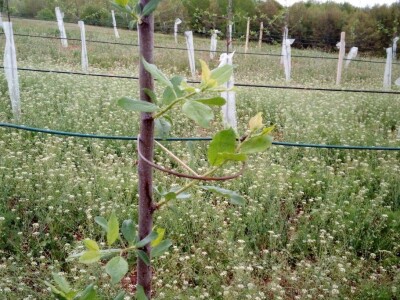 Savijanje grana na šljivama Savijanje grana na šljivama