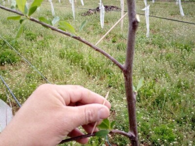 Savijanje grana na šljivama