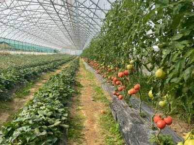 savjeti za proizvodnju povrca u plasteniku