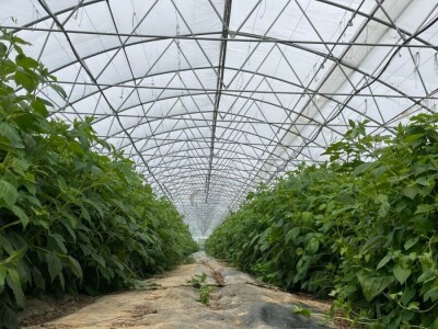 savjeti za proizvodnju povrca u plasteniku