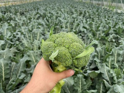 savjeti za proizvodnju povrca u plasteniku