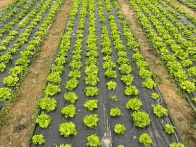 savjeti za proizvodnju povrca u plasteniku