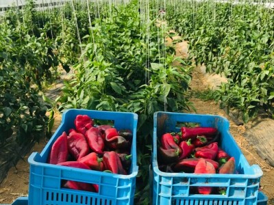 savjeti za proizvodnju povrca u plasteniku